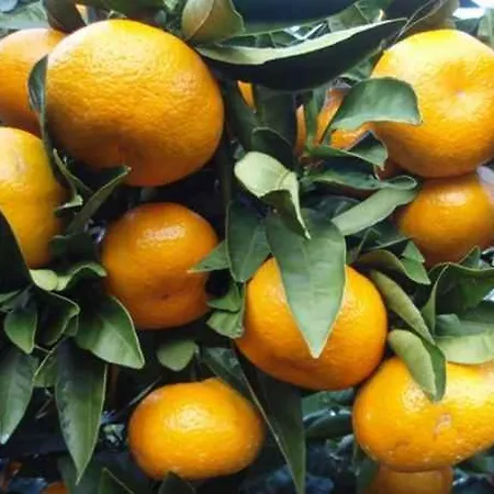 فندق مبيت وإفطار 